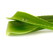 Feuilles d'aloe vera